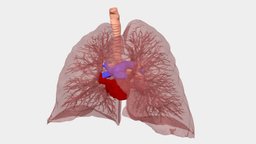 Hilum: lungs