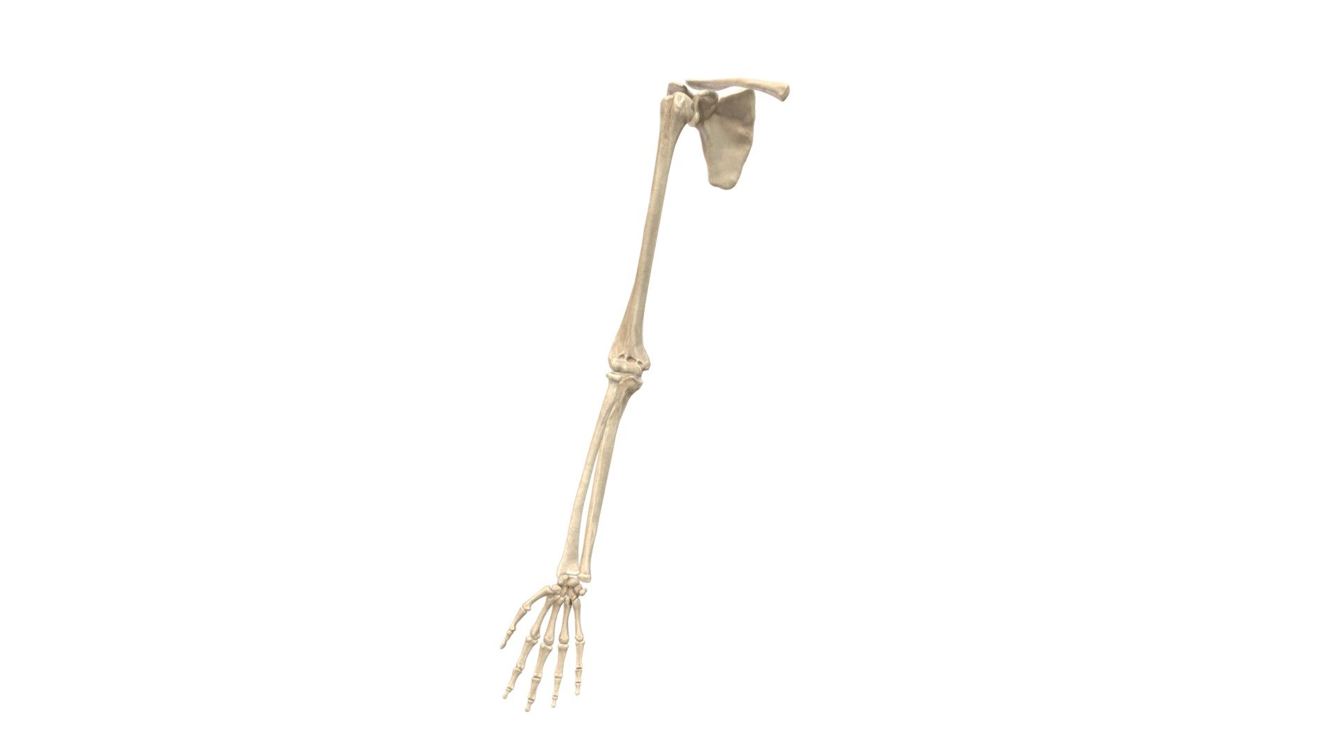 It is difficult to find a model of human bones which has proper anatomical landmarks online so I started the osteology project. I am creating detailed sculpts of human body and then optimizing them to run even on low end devices.

The goal is to create high quality assets with good subdividable topology. If you are searching for a good sculpted and textured models of human body which is both medically accurate and visually beautiful you have come to the right place!



All the models in the project will be pure quads with no tris and retopologized by hand to squeeze out the last vertex without losing the overall look of the model.


All the meshes are created from high resolution sculpts I made from years of study on the human anatomy. This is a single person endeavor so please be patient with me. Releases might be slow but I am working on them.

For any business enquiries or custom models contact me on doctorjana57@gmail.com 3d model