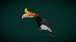 Rhinoceros Hornbill Bird (Endangered) bird, animals, creatures, wild, vr, ar, nature, wildlife, game-asset, hornbill, endangered-species, animalia, nyilonelycompany, noai, rhinoceros_hornbill, forest-hornbill, large-hornbill, buceros-rhinoceros, bucerotidae