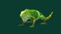Fiji Banded Iguana Endangered (Lowpoly) animals, nature, reptile, fiji, wildlife, banded, iguana, endangered, endangered-species, pbr, lowpoly, gameasset, creature, animation, gameready, nyilonelycompany, noai, brachylophus_fasciatus, fiji_banded_iguana, lau_banded_iguana, green_lizards, iguanidae, lau_islands