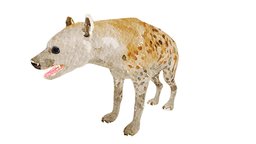 Hyena Illustration elephant, forest, dog, tiger, africa, animals, wild, mammal, rhinoceros, african, zoo, safari, illustrator, lion, nature, hyena, wildlife, illustration, lioness, animal