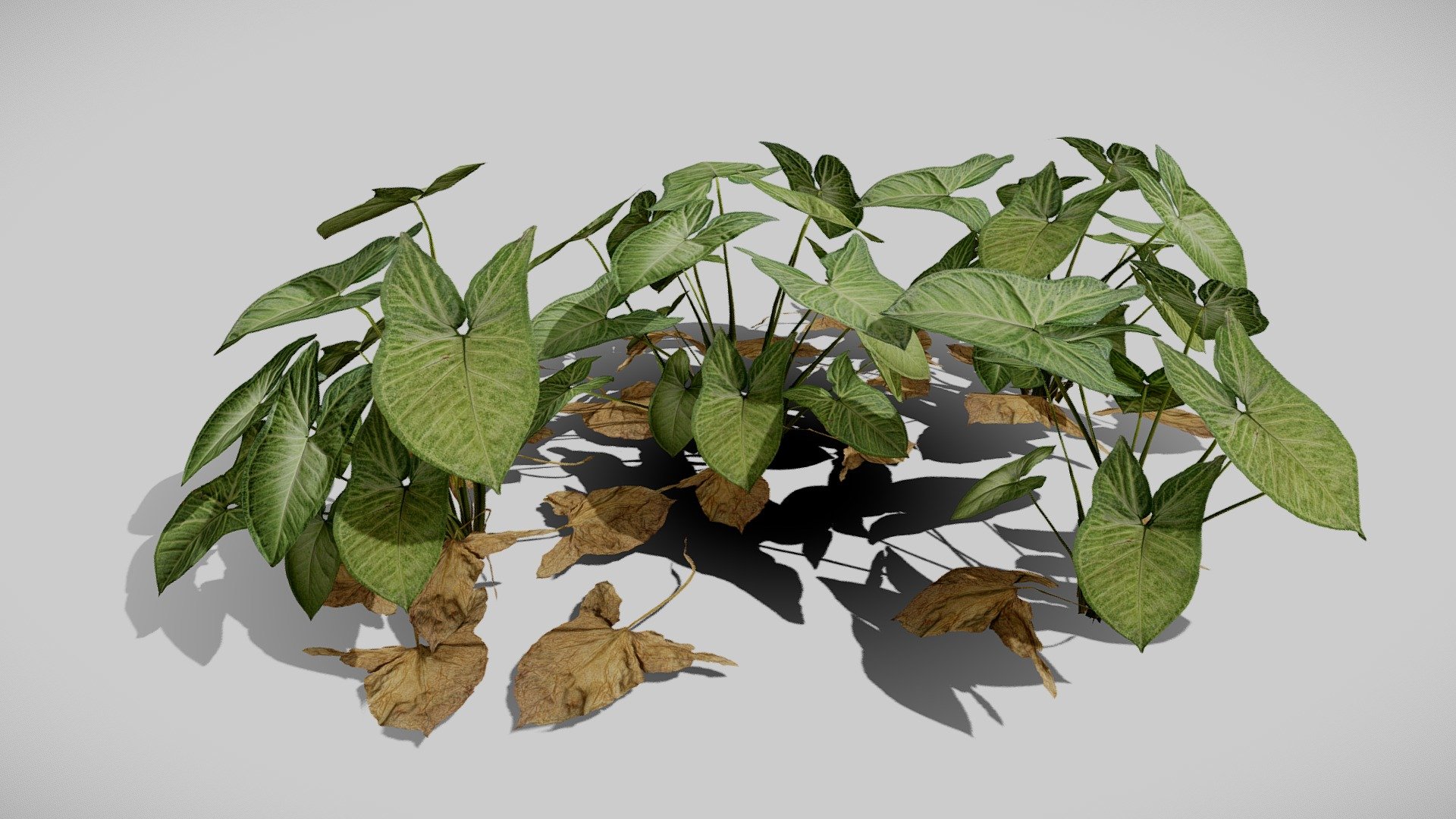 Product Details:

3D Models:

.fbx and .OBJ files

Game-Ready asset

LODs + Billboard

5 different Variations

Textures:

4K textures

.tif format

*Maps:

-Albedo (RGBA)

-Normal

-Roughness

-Thickness 

-Opacity

-Height

-AO

-Metallic

-Unity Mask (HDRP)

Join my Discord Server for doubts, issues, and support 3d model