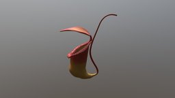 Carnivorous plant plant, plants, flower, flowers, nepenthes, carnicorousplant