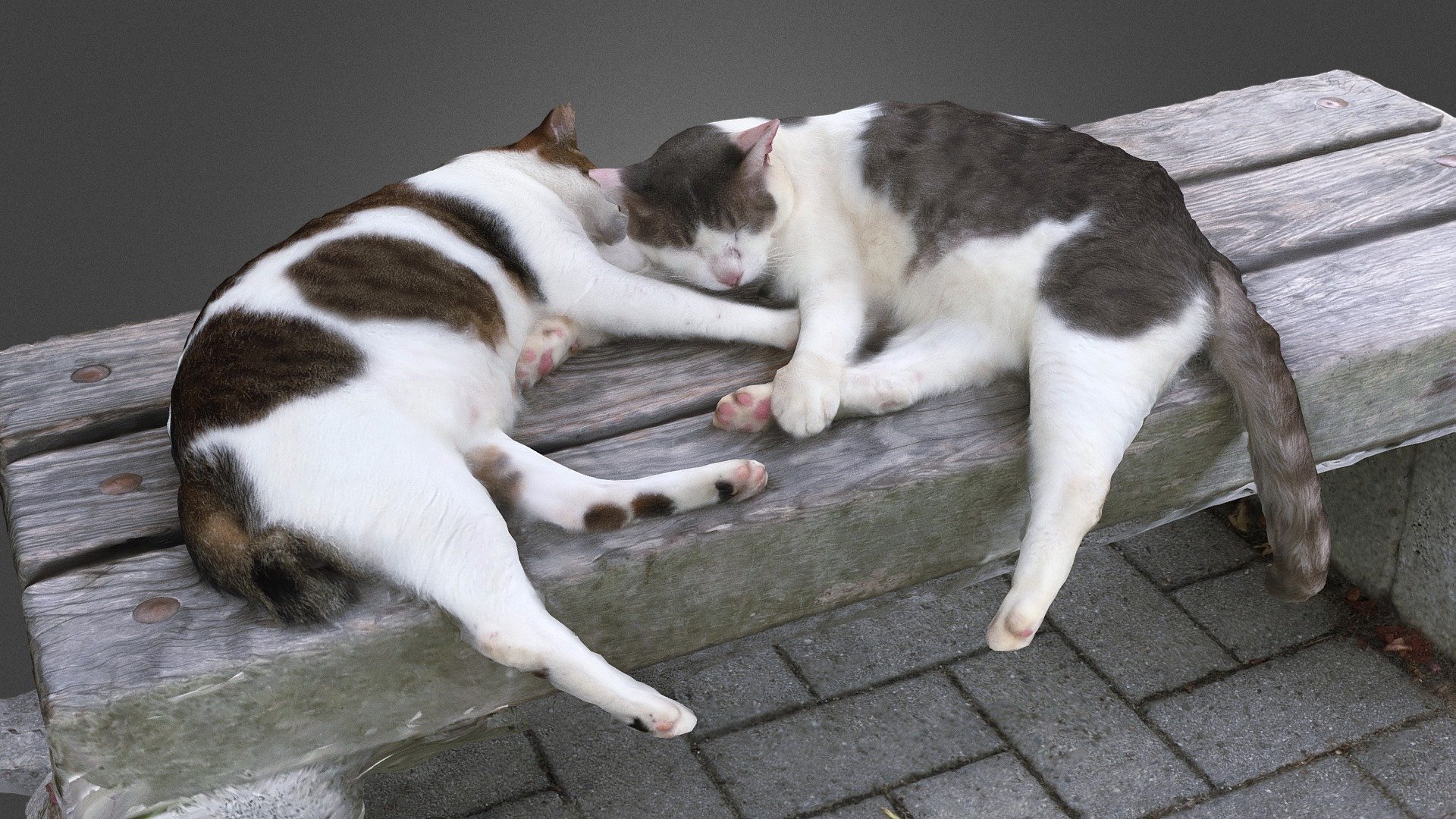 Gaju(ガジュ)　♂  2012 ～ 2019.3

Annie(アニー)　♂ 2011 autumn ～ 2019.3

At Ritsumeikan University, Kinugasa Campus, Kyoto Japan. 2018

With Nana, Their sister - Cats (Gaju&Annie) - Download Free 3D model by Yu (@FFT_kedar) 3d model