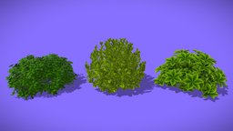 Bush