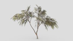 Eucalyptus Tree- 04 tree, plant, unreal, nature, eucalyptus, unity, lowpoly-eucalyptus, 3d-eucalyptus