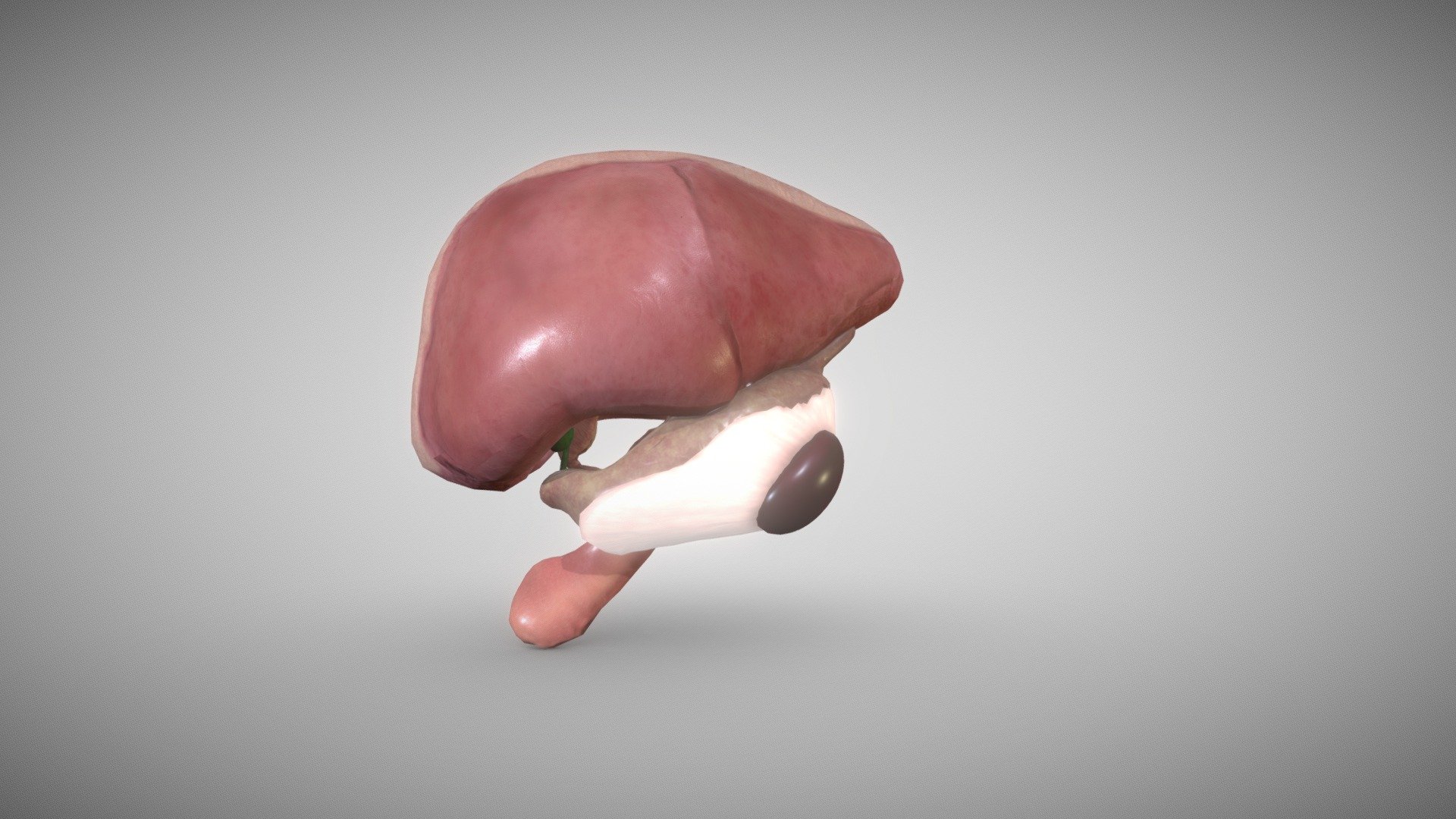 The epithelium of and the parenchyma of glands associated with the digestive tract (e.g., liver and pancreas) are derived from endoderm. The muscular walls of the digestive tract (lamina propria, muscularis mucosae, submucosa, muscularis externa, adventitia and/or serosa) are derived from splanchnic mesoderm.

Reference 
 Larsen's Human Embryology textbook ( Sixth Edition ) 3d model