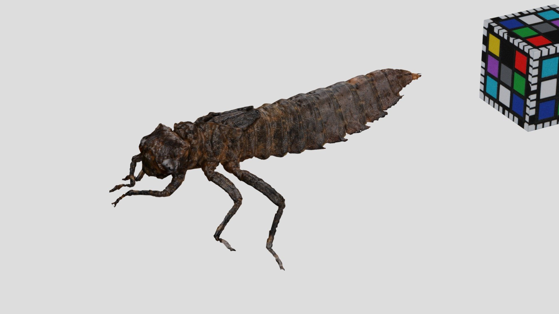 熊本県球磨川流域 
詳細：https://ffish.asia/s/54227 - コシボソヤンマ dragonfly nymph, Boyeria maclachlani - Download Free 3D model by ffish.asia / floraZia.com (@ffishAsia-and-floraZia) 3d model