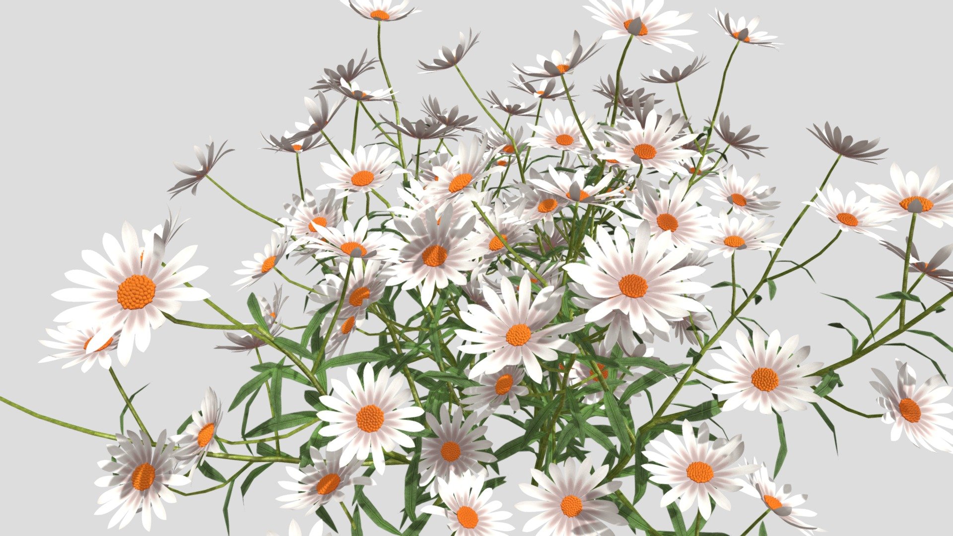 Chamomile Flower 3d model, File formats in the attached folder: 3ds, c4d, obj, stl 3d model