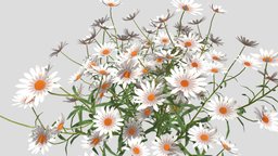 Chamomile Flower 3d model stl, forest, grass, flower, flowers, tulip, natural, leaf, chamomile