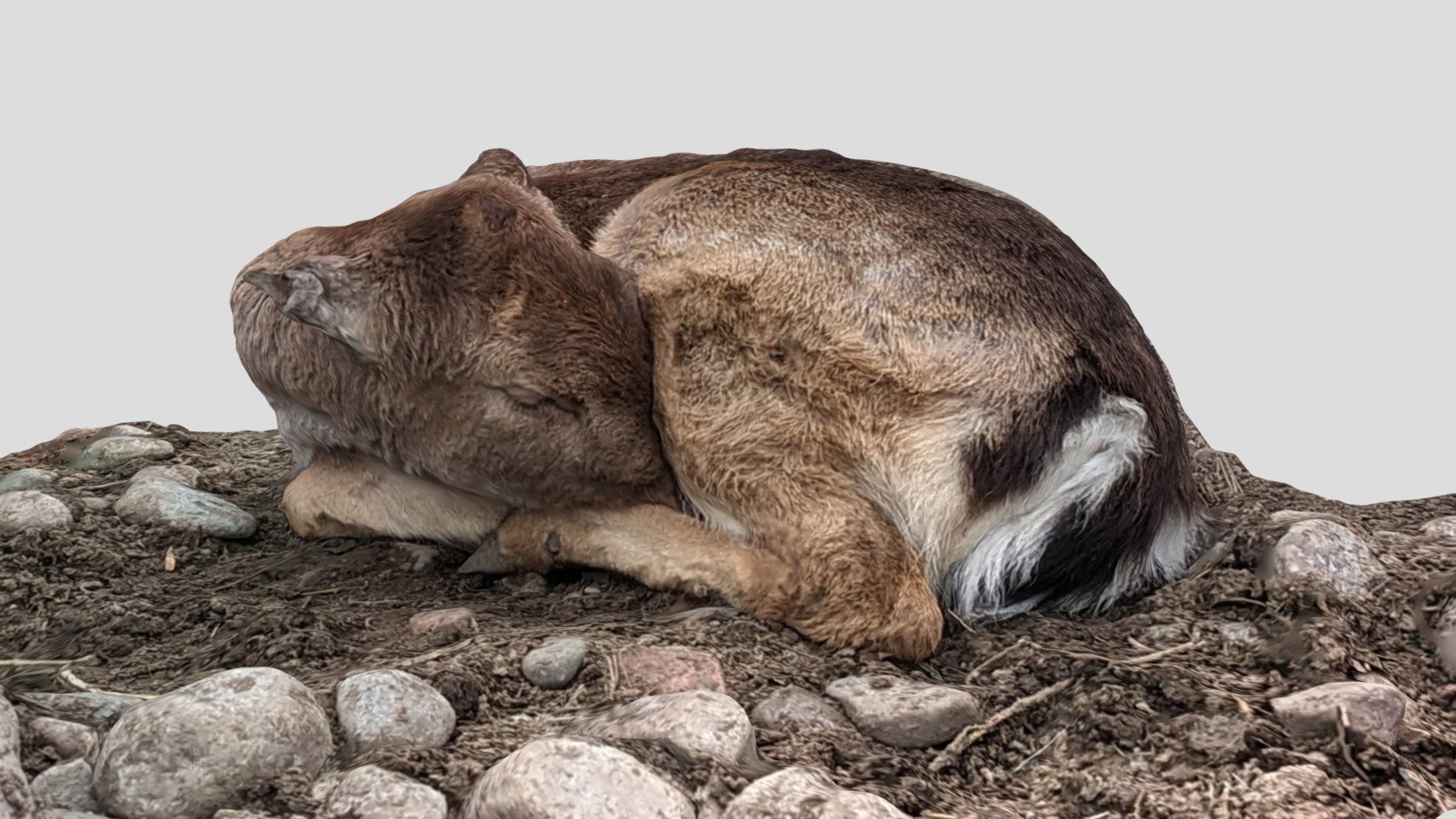 Sleeping deer in Kok Tobe Park. 
Photographed on pixel 5.

Спящая лань в парке Кок Тобе.
Сфотографирована на pixel 5 3d model