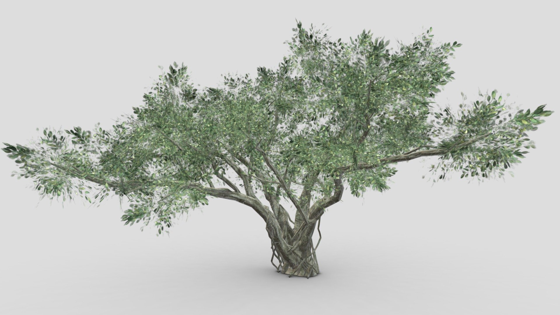 This is my concept of the Chinese Banyan Tree. This is a 3D low poly model of a Chinese Banyan Tree 3d model