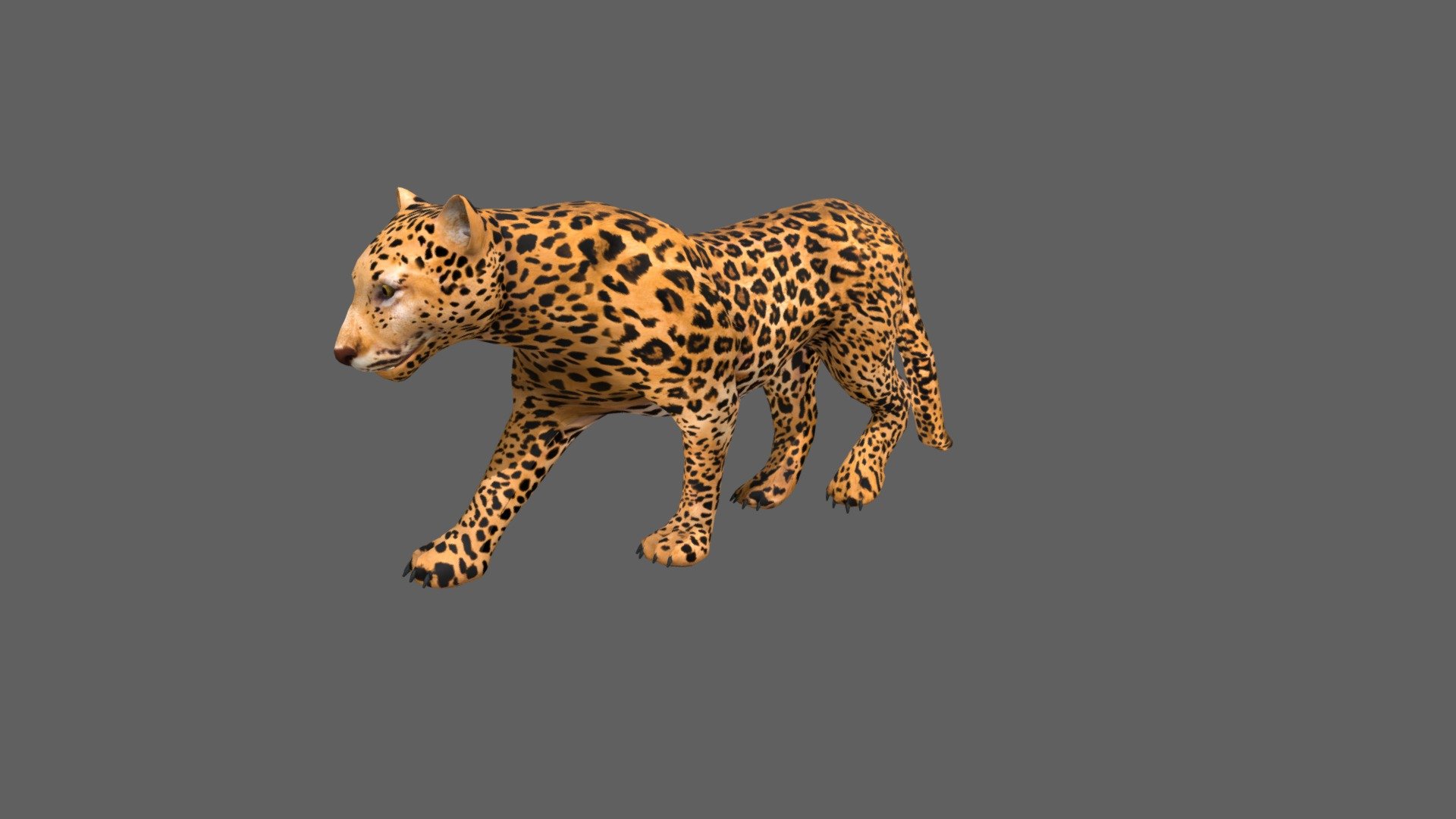 Geometry 
3.1k Quads Number of quad faces 
86 Triangles Number of triangle faces 
6.3k converted to Triangles Number of faces 
Vertices 
3.2k Number of vertices 



26 Animations Basic 
Inclue: Walk, Run, Jump, Attack, Eating, Fight Idle, Idle, Start Rest, Sleep.....etc; 



Texture: PNG format, Size: 4096*4096. 
Full PBR maps: Diffuse, Normal, Spec, Glossiness, Occlusion. 
Include UV map layer. 


 - Leopard - 3D model by josluat91 3d model