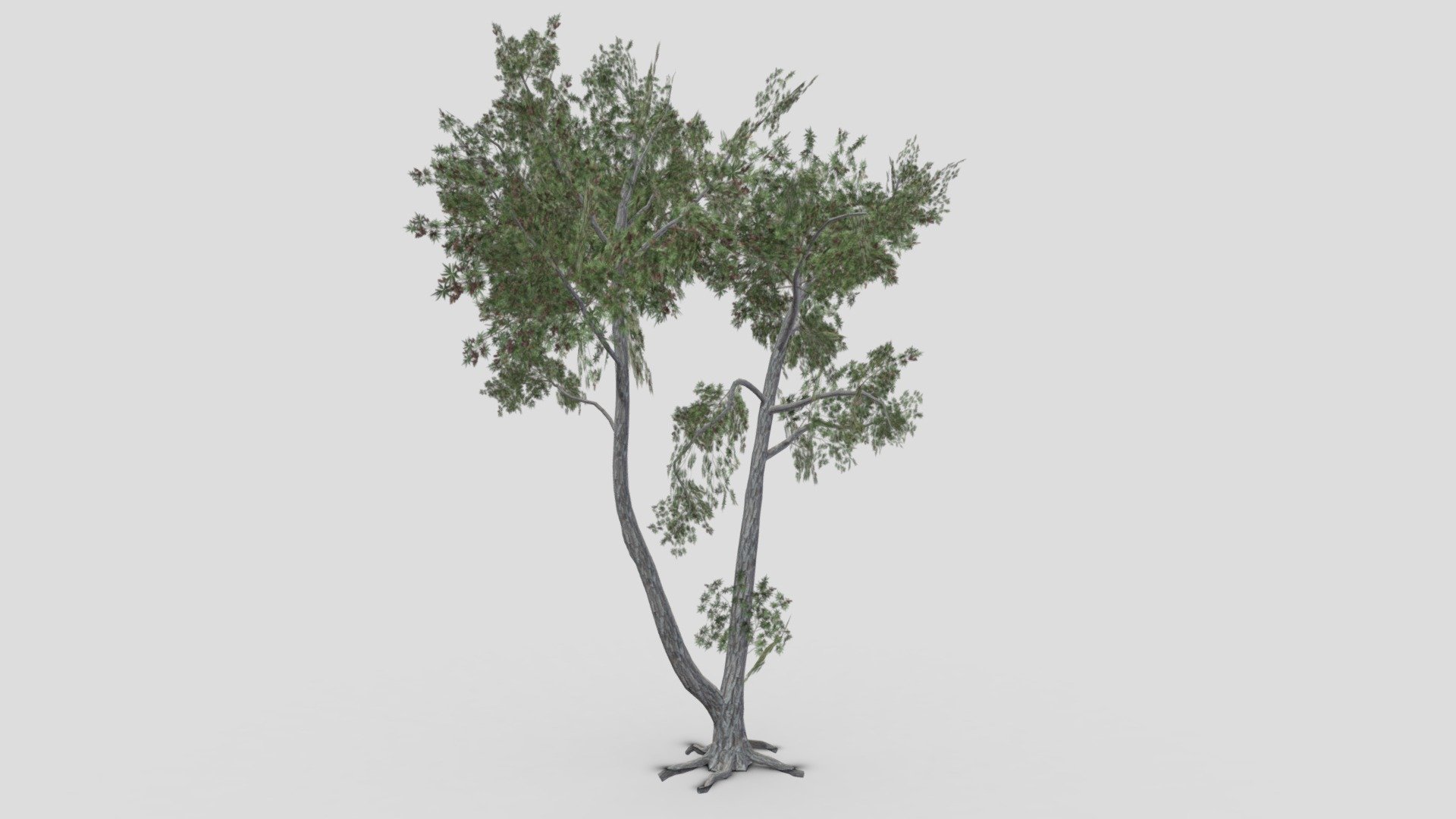 This is a low poly 3D Model of the Conocarpus Tree. I tried to make a low poly model so you can use this 3D model in your projects 3d model