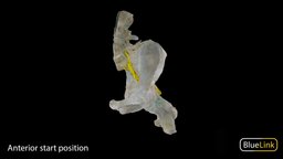 Sciatic nerve skeleton, anatomy, human