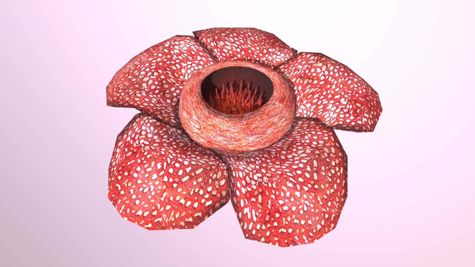 Lowpoly game ready Rafflesia flower.

Includes the textures in TGA format (Diffuse, Normal, Specular) - Rafflesia - 3D model by Ink Ribbon (@inkribbon) 3d model