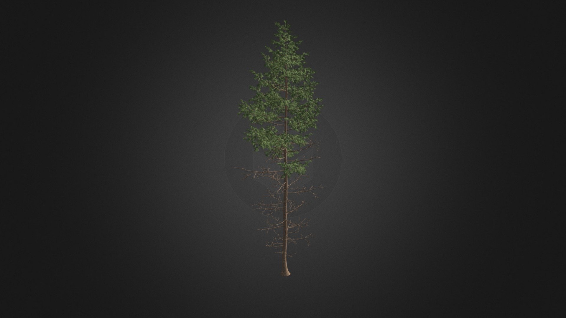 Pine Tree 3D Model 16m - Pine Tree 3D Model 16m - Buy Royalty Free 3D model by cgaxis 3d model