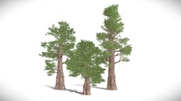 Giant sequoia Redwood trees