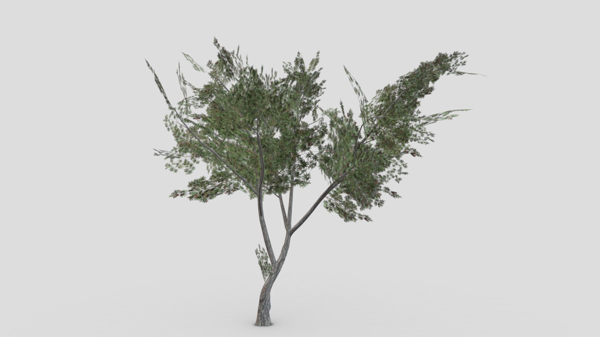 This is a low poly 3D Model of the Conocarpus Tree. I tried to make a low poly model so you can use this 3D model in your projects 3d model