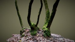 Arbres et mousse tree, forest, vegetation