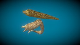 Moray Eel videogame, snake, seamonster, seacreatures, moray, eel, seacreature, seaanimal, character, gameasset, creature, animal