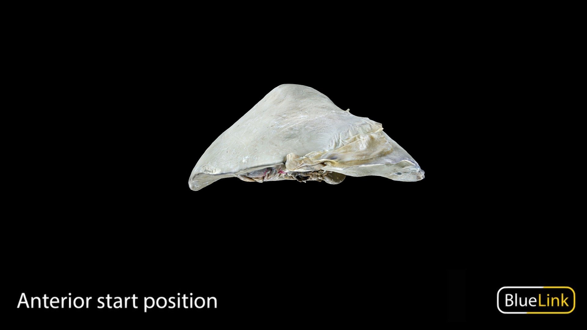 Model of whole liver with visible gallbladder

Captured with photogrammetry

Captured and edited by: Nikita Shishu and Nour Madani

Copyright 2023 BK Alsup &amp; GM Fox

90102-G02 - Liver with Gallbladder 2 - 3D model by Bluelink Anatomy - University of Michigan (@bluelinkanatomy) 3d model