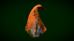 Decorative Pumkin orange, nature, pumkin, olympia, 3d-model, decorative-element, nature-plants, 3d, 3dscan, decoration, dell-arte, papaioannou-photography, ancient-olympia