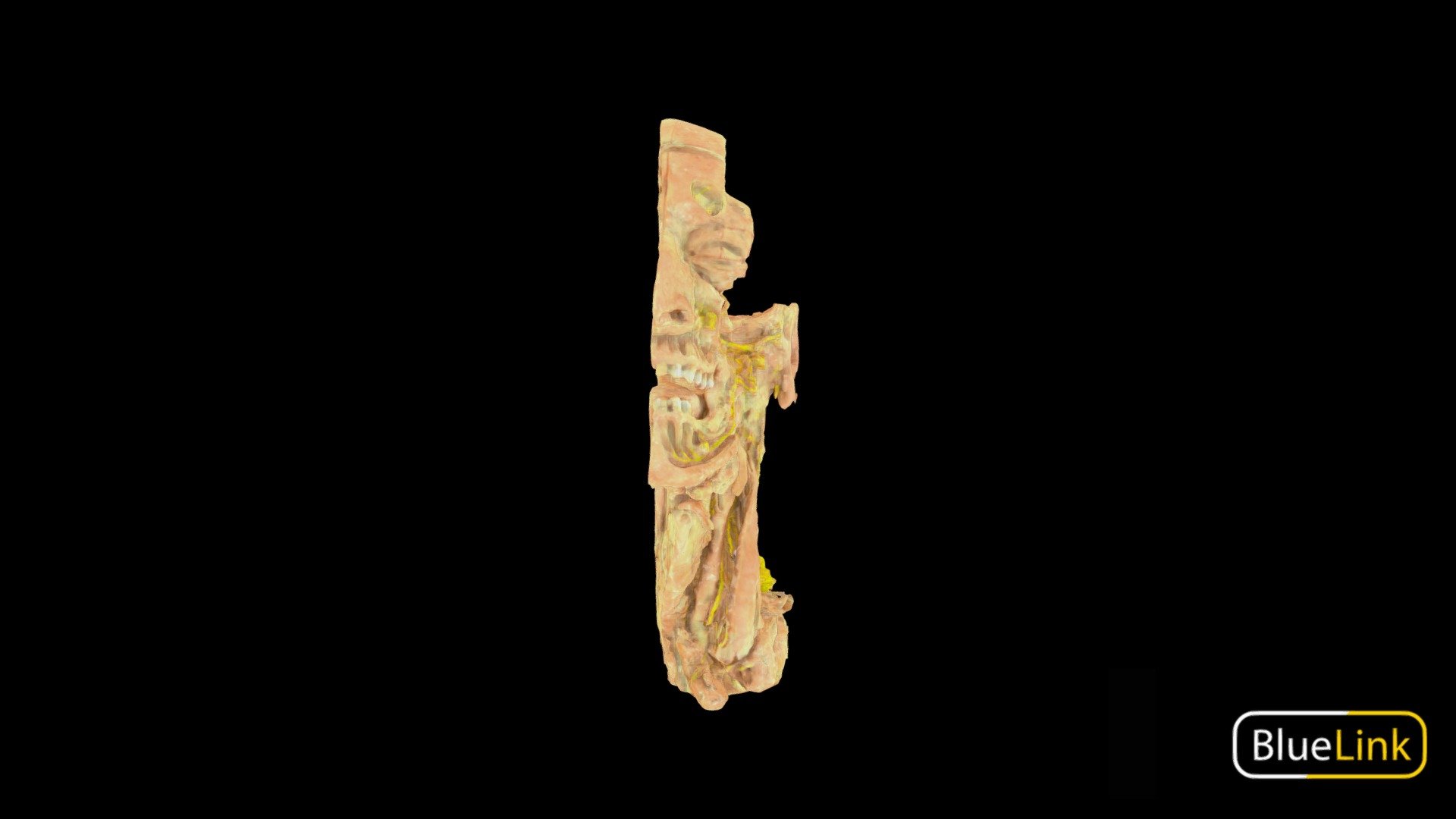 3D scan of the anterior scalene and sternoclydomastoid muscles

Captured with Einscan Pro

Captured and edited by: Cristina Prall and Will Gribbin

Copyright 2019 BK Alsup &amp; GM Fox

31425-H02 - Pharynx - 3D model by Bluelink Anatomy - University of Michigan (@bluelinkanatomy) 3d model