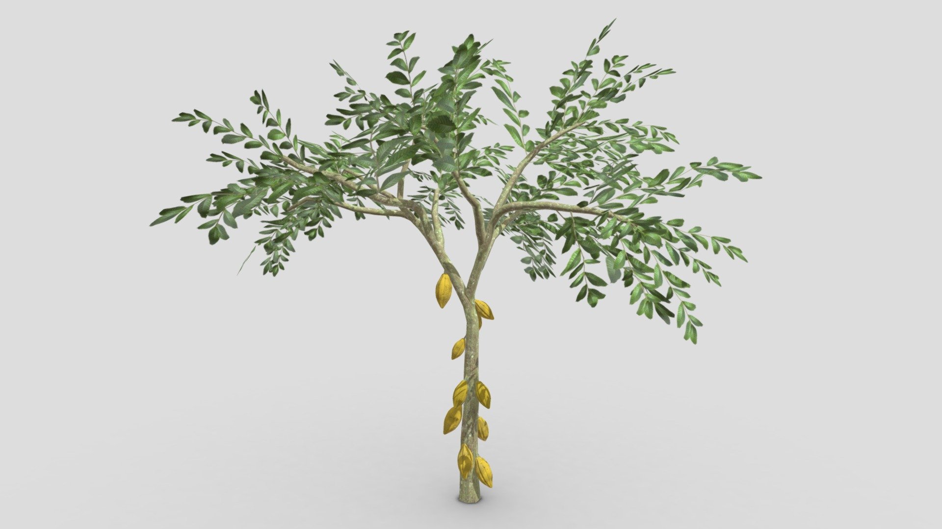 This is a 3D low poly model of a Cacao tree that you can use in your projects.

Info:

Theobroma cacao is a small evergreen tree in the family Malvaceae. Its seeds, cocoa beans, are used to make chocolate liquor, cocoa solids, cocoa butter, and chocolate. Native to the tropics of the Americas, the largest producer of cocoa beans in 2018 was Ivory Coast, at 2.2 million tons 3d model