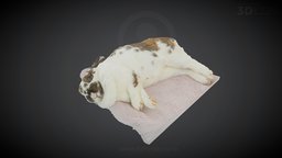 Gingers last nap ... rabbit, bunny, pet, photogrammetry