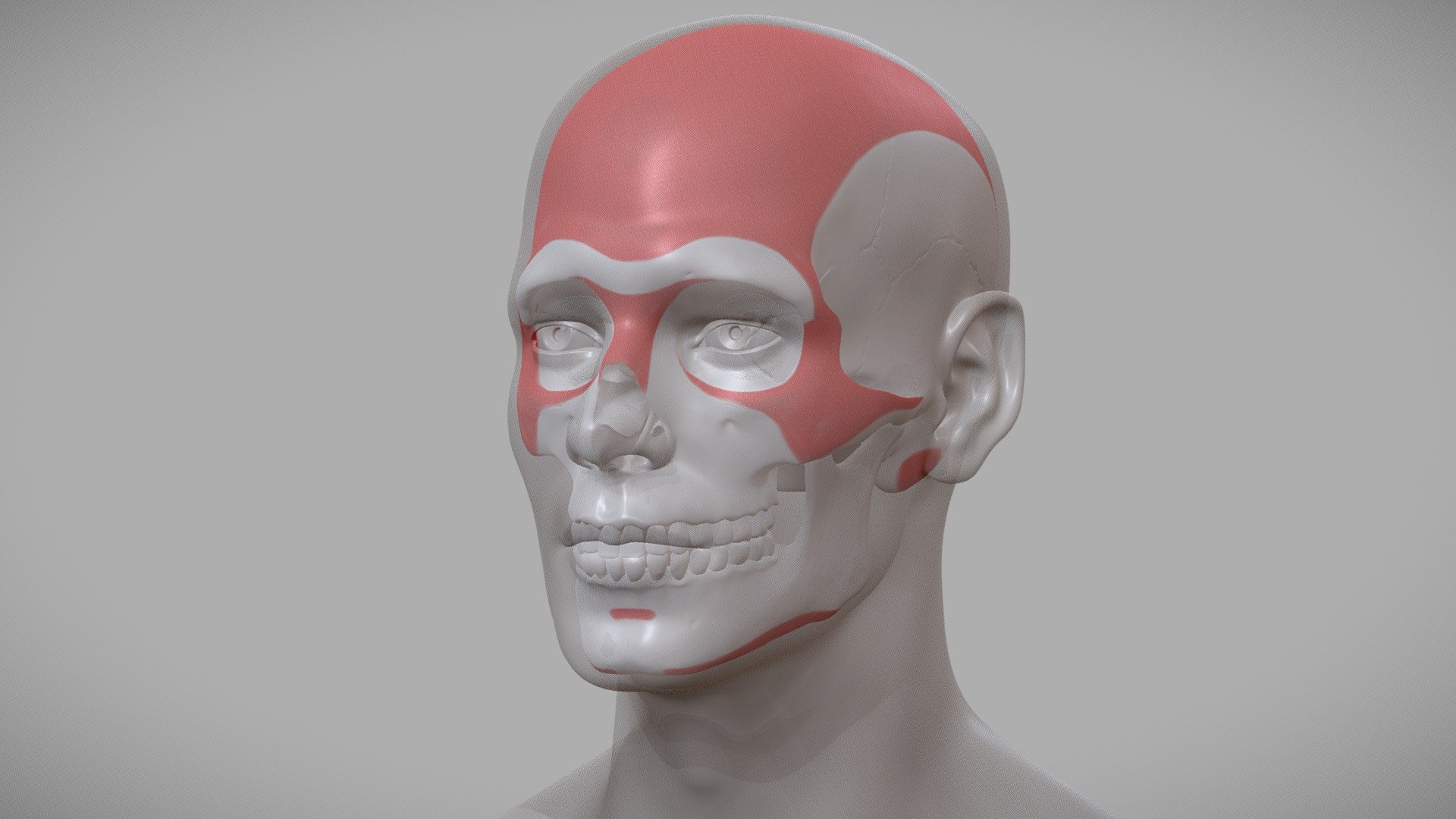 If you study the model closely you will see that a significant portion of the human head is constructed by bony landmarks (substantially more than the rest of the body!).

The bones visible in the anterior view of the head are the Frontal, Nasal, Maxilla (upper portion), Zygomatic and Temporal Bone and the Lower Part of the Jaw bone (Mandible). Meanwhile in the lateral view you can also identify the Temporal bone, and at the back of the head the Parietal and Occipital bone.

Don’t forget to pay close attention to the skin and skull relationship and how the underlying bony landmarks (highlighted in red) drive the overlying soft tissue and skin 3d model