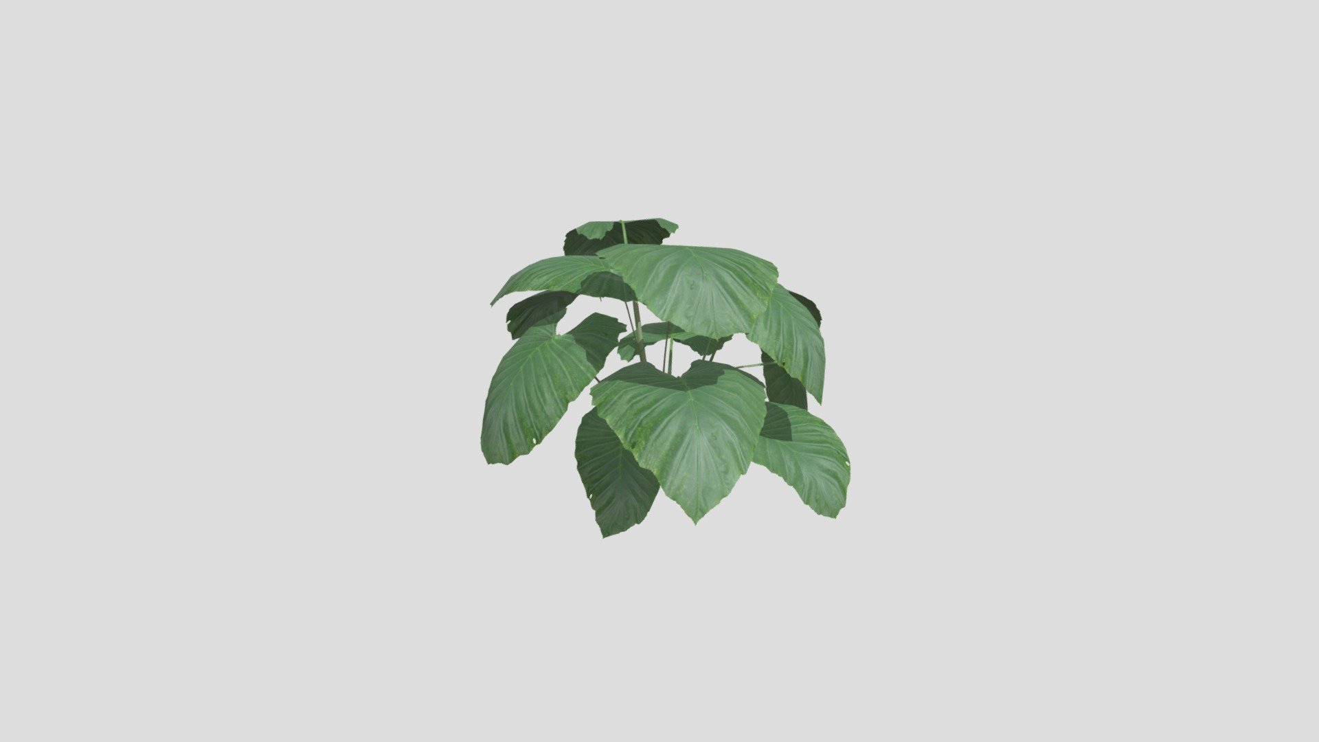 A Taro plant for jungle environments.
Grows near and in wet ground in jungles 3d model