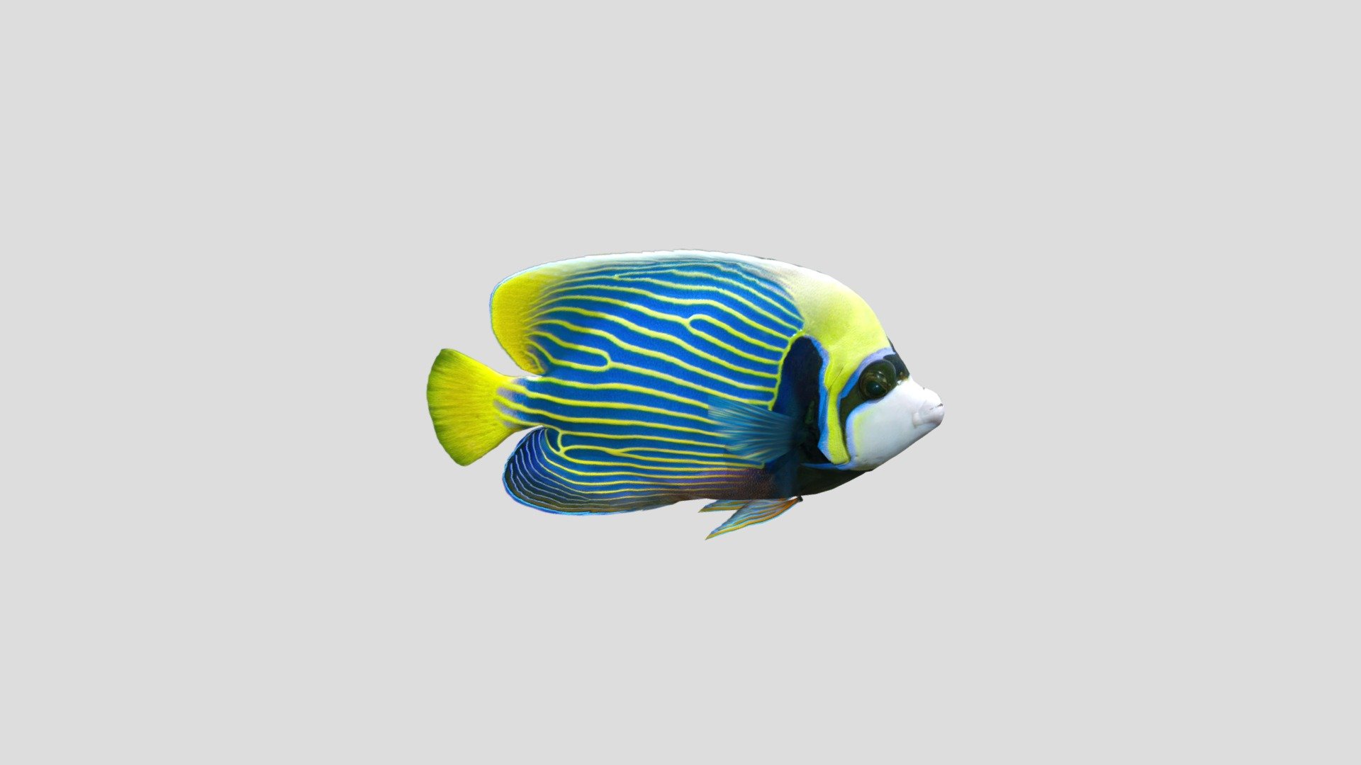 Deep-sea fish are fish that live in the darkness below the sunlit surface waters, that is below the epipelagic or photic zone of the sea. The lanternfish is, by far, the most common deep-sea fish 3d model
