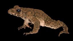 ツチガエル 🐸 ♂ Wrinkled Frog