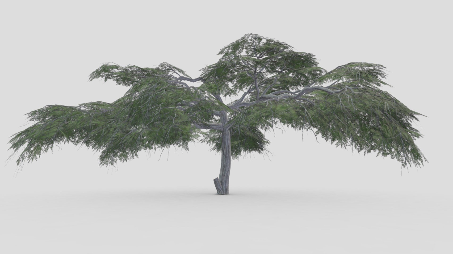 I tried to work on Acacia Tree 3D model. So after a long time I made this 3D low poly model of Acacia Tree 3d model
