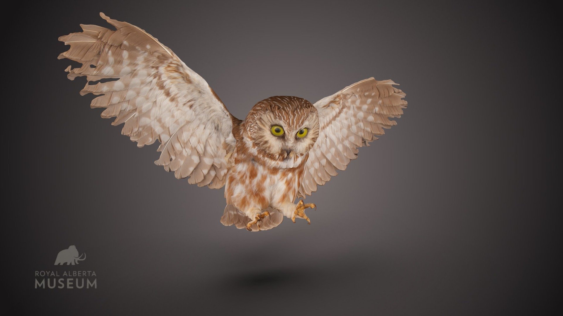 The Northern Saw-whet Owl (Aegolius acadicus) is one of our smaller owls. It is a relatively common denizen of forested areas in the province, but is rarely seen because of its nocturnal habits. By day, it roosts silently amongst dense conifers, until it is discovered by other birds at which point a cacophony of mobbing calls may ensue to try to dislodge the predator. One can sometimes entice a pair of saw-whets to stay in the neighbourhood with a nest box. Small mammals, especially deer mice, beware, as you are the owl’s main prey.

This is our first time attempting feathers and we think the little owl turned out pretty cute, but if anyone has advice on how to get feathers (or anything that thin) to work better with photogrammetry, please let us know 3d model