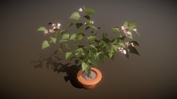 Begonia