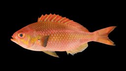 アカタマガシラ 🐟 Rosy Dwarf Monocle Bream