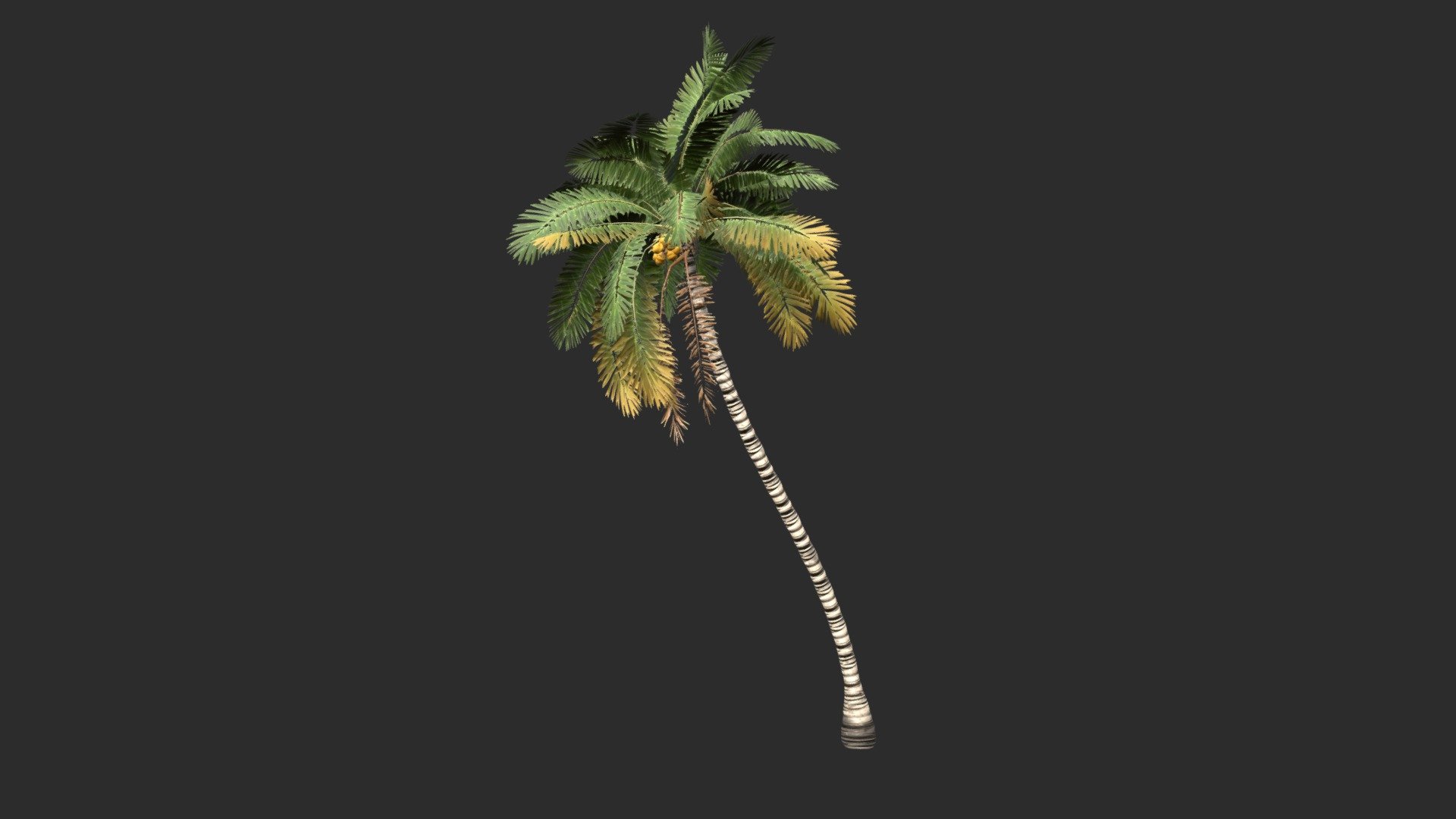 The first test before making a large collection of plam trees soon. 

We are working to offer in this large, we mean this huge collection (will come soon), a large choice of many varieties of palm trees as Coconut Palm, King Palm, Foxtail, Lipstick Palm, Cabbage Palm, Banana Palm, Canary Island Date Palm and many others. All of them will be rigged and animated and to give the best just for you all will be available in 4 LOD (LOD0, LOD1, LOD2 and LOD3) with a LOD0 with a maximum of 10,000 polygons. 

Of course, all materials will be ready for PBR rendering and will include 2 UVs : 
* UV0 for Albedo, Normal &amp; Roughness
* UV1 for Lightmap and AO

All species will be declined and available in models one by one, &ldquo;Mini Collections