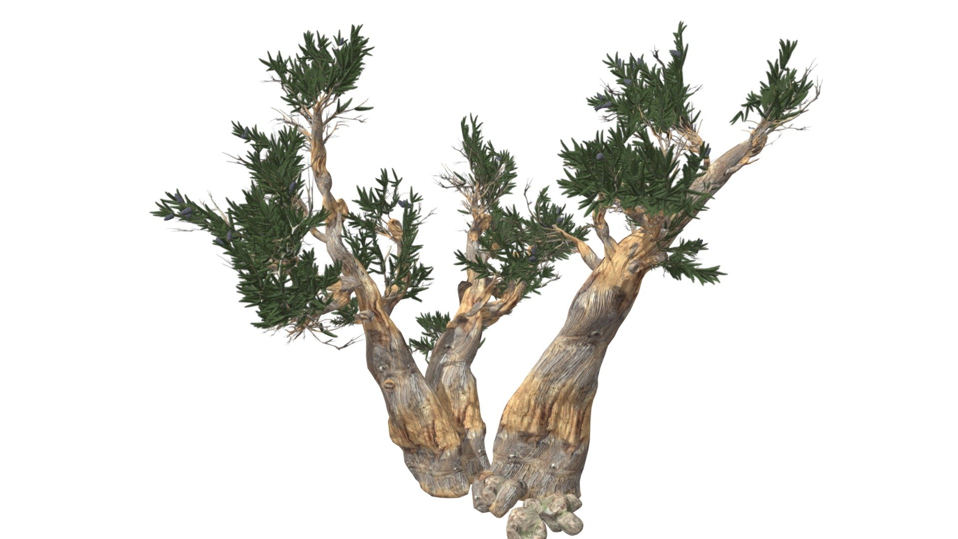 This 3D model of the Bristlecone Pine Tree is a highly detailed and photorealistic option suitable for architectural, landscaping, and video game projects. The model is designed with carefully crafted textures that mimic the natural beauty of a real Bristlecone Pine Tree. Its versatility allows it to bring a touch of realism to any project, whether it’s a small architectural rendering or a large-scale landscape design. Additionally, the model is optimized for performance and features efficient UV mapping. This photorealistic 3D model is the perfect solution for architects, landscapers, and game developers who want to enhance the visual experience of their project with a highly detailed, photorealistic Bristlecone Pine Tree 3d model