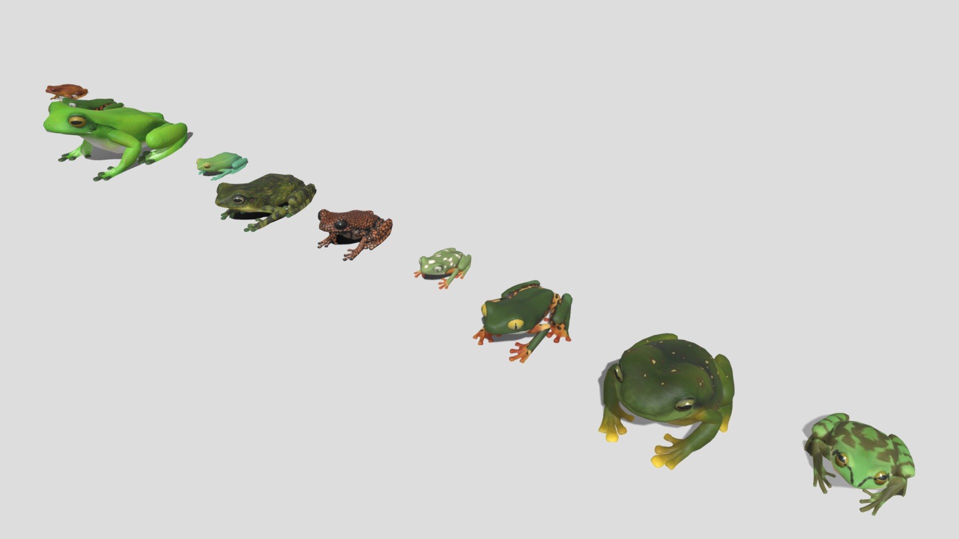 They are 10 kinds of tree frogs.




和 アベコベガエル / 英 Paradoxical frog / 学 Pseudis paradoxa

和キボシアメガエル / 英 Magnificent tree frog / 学 Ranoidea splendida

和アカハラアカメアマガエル / 英 Splendid leaf frog / 学 Cruziohyla calcarifer

和サメハダアマガエル / 英 Rough Aspera/ 学 Hylomantis aspera

和プリンスチャールズアマガエル / 英 Prince Charles Stream Tree Frog / 学 Hyloscirtus primecharlesi 

和コケアマガエル / 英 Ocellated Tree Frog / 学 Itapotihyla langsdorffii 

和オオトガリハナアマガエル / 英 Orinoco Lime Tree Frog  / 学 Sphaenorhynchus lacteus

和クツワアメガエル / 英 White-lipped Tree Frog  / 学 Litoria infrafrenata

和トラアシネコメアマガエル / 英 Tiger-striped Tree Frog / 学 Phyllomedusa tomopterna

和キノミクイアマガエル / 英 lzeckson's brazilian tree frog / 学 Triprion spatulatus
 - 10 kinds of tree frog [2] - 3D model by Mozukui (@redfrogman) 3d model