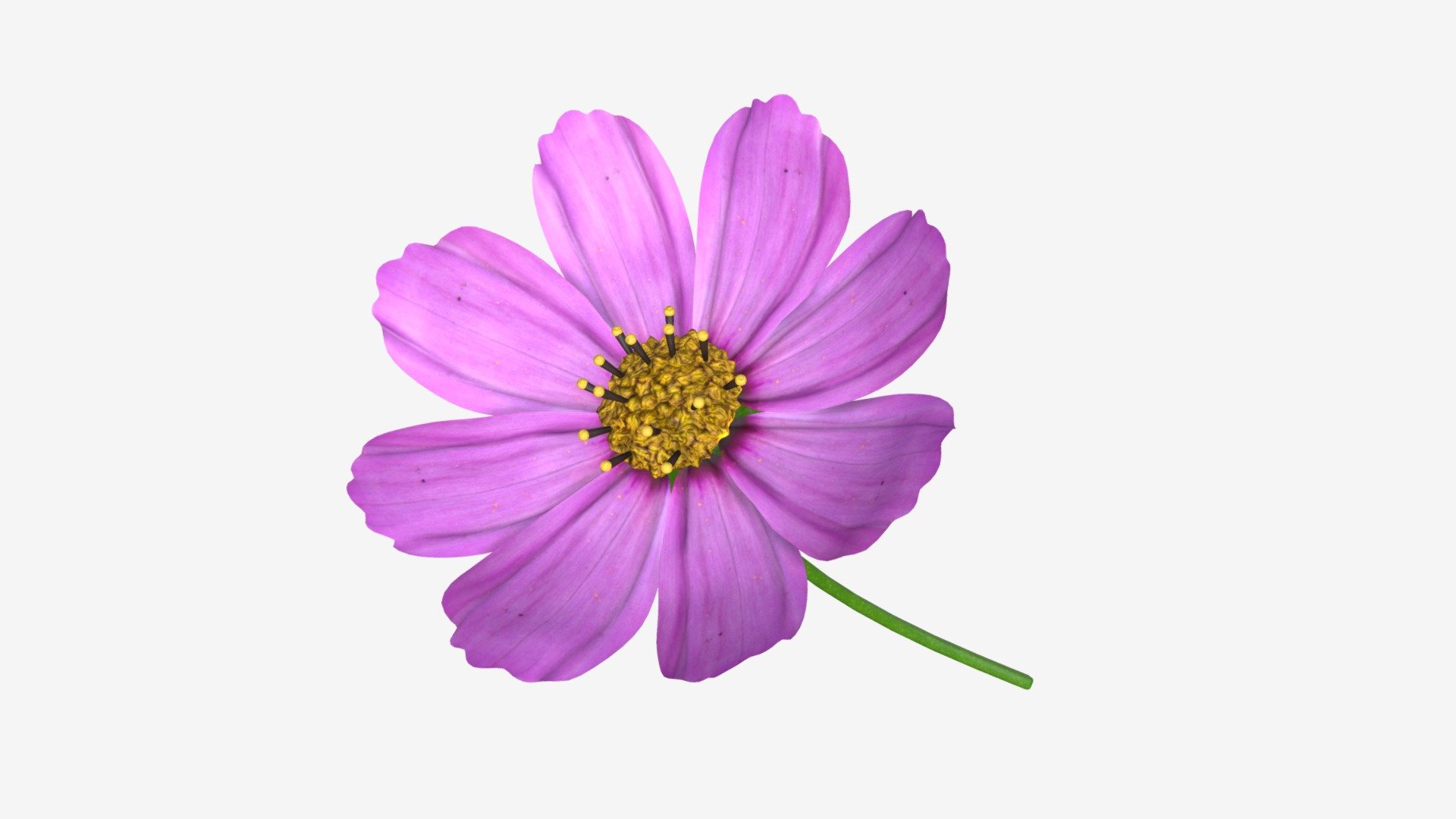 Flower Aster Cosmos bipinnatus - Buy Royalty Free 3D model by HQ3DMOD (@AivisAstics) 3d model