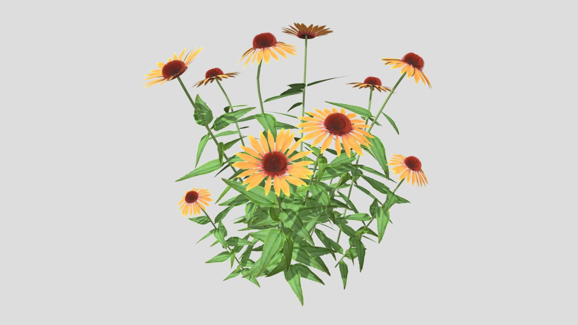 Latin name: Echinacea &lsquo;Big Kahuna'

High quality textures used;
Can be used for designing gardens;
Made for realistic rendering;
Made with experiance in plants.
Textures packed into the .blend file - Echinacea ' Big Kahuna' - Buy Royalty Free 3D model by Nico van der Noll (@Nico.Van.Der.Noll) 3d model