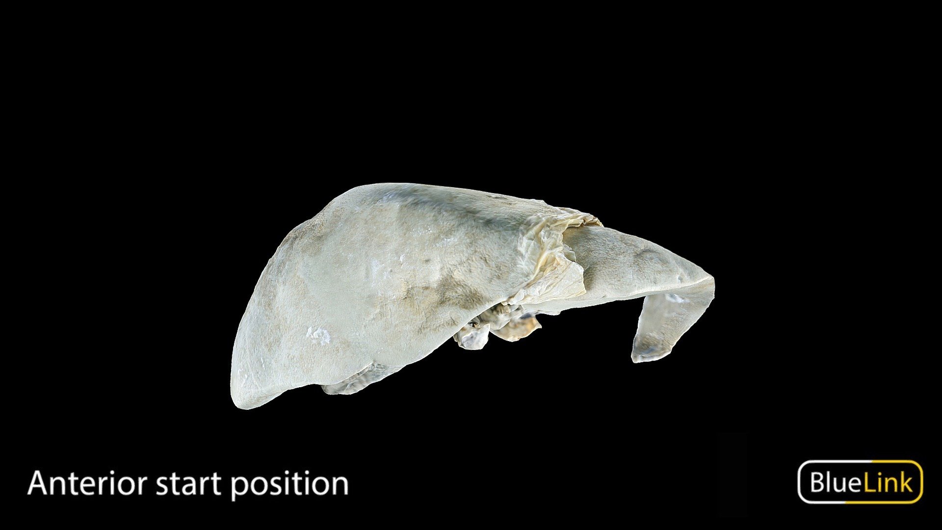 Model of whole liver with visible gallbladder

Captured with photogrammetry

Captured and edited by: Nikita Shishu

Copyright 2022 BK Alsup &amp; GM Fox

90116-G02 - Liver with Gallbladder - 3D model by Bluelink Anatomy - University of Michigan (@bluelinkanatomy) 3d model