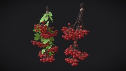 Guelder rose
