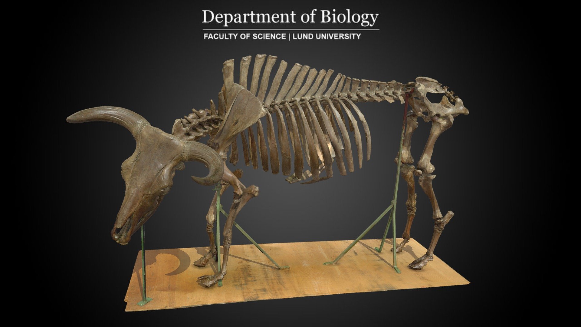 Scan of aurochs (Bos primigenius) skeleton from the Biological Museum at Lund University, Sweden. 

Catalog number Lzzz/3295

The aurochs is an extinct cattle species and was one of the largest herbivores in the Holocene. In southern Sweden, the aurochs was present during the Holocene climatic optimum until at least 7,800 years BP. The gradual extinction of the aurochs in Central Europe was concurrent with the clearcutting of large forest tracts between the 9th and 12th centuries. The last known aurochs herd lived in a marshy woodland in Poland's Jaktorów Forest. The last aurochs cow died in 1627 from natural causes.

Source Wikipedia

Scanned with Artec Leo. Processed with Artec Studio 16.

See our Collection about anthropogenic extinction 3d model