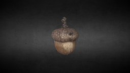 Acorn forest, assets, oak, photorealistic, photogrametry, decor, props, nature, acorn, photoscan, photogrammetry, redoak