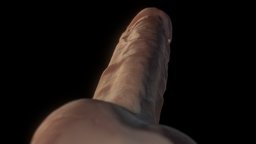 Mastil , , genital, mastil, pene