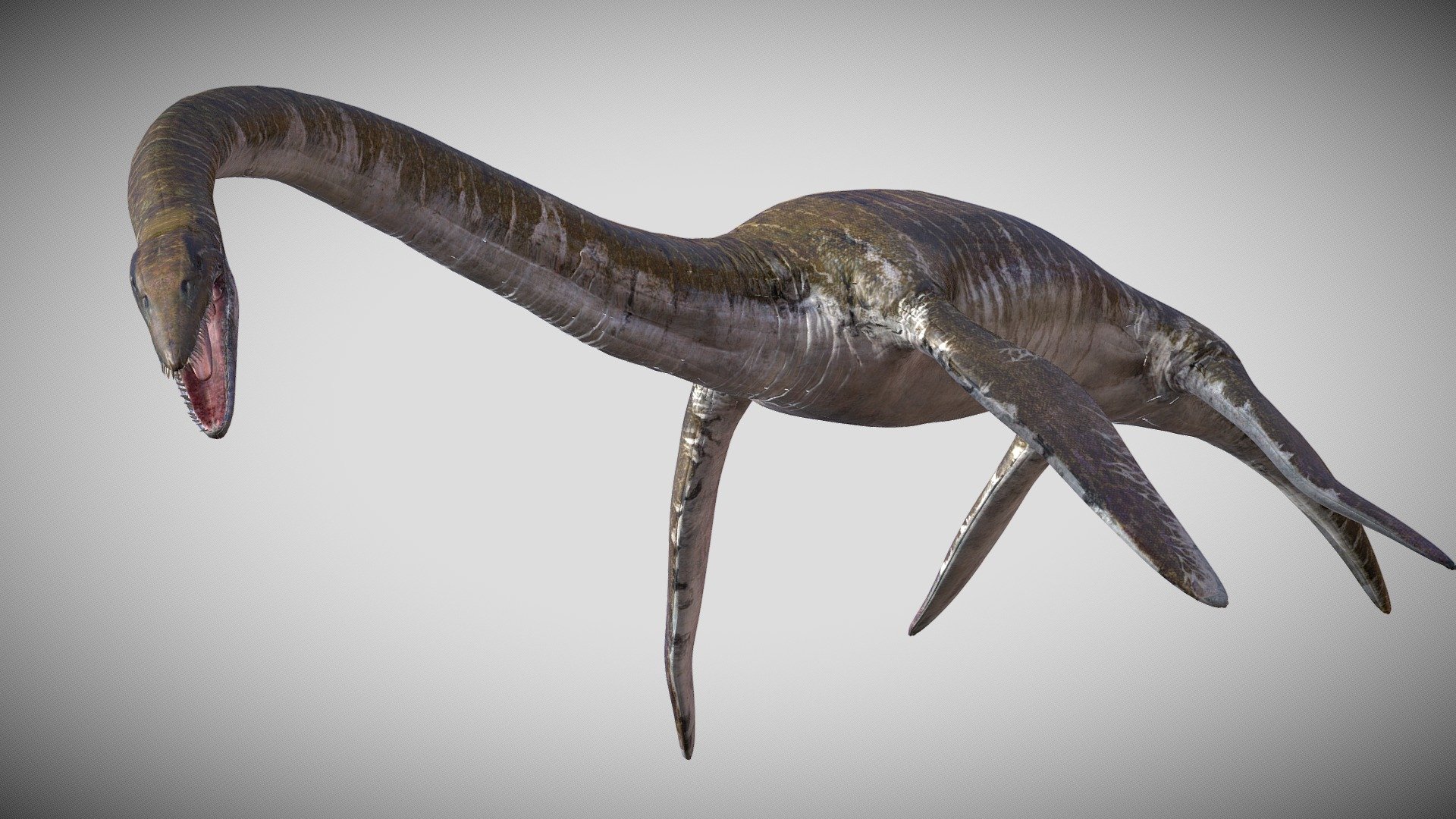 High detail and realistic model, V-Ray 3.6
Clean Uv
Model has clean topology,
IIeration of smoothing.
rigged
Scene is not included



model has:
8192x8192 textures (diffuse,bump,specRough,)
8192x8192 .exr displace textures

Polycount (quads):
mesh: 8588
vertex: 8009



There is no &lsquo;riggedFBX' file in this file.



Unit of measurement used for the model: cm


 - Elasmosaurus Rigged - 3D model by a01024704775 3d model