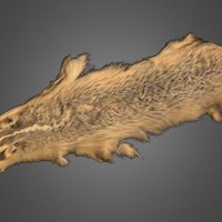 Badger Pelt wild, fur, taxidermy, allegorithmic, pelt, badger, bitmap2material3, blender, animal, skin